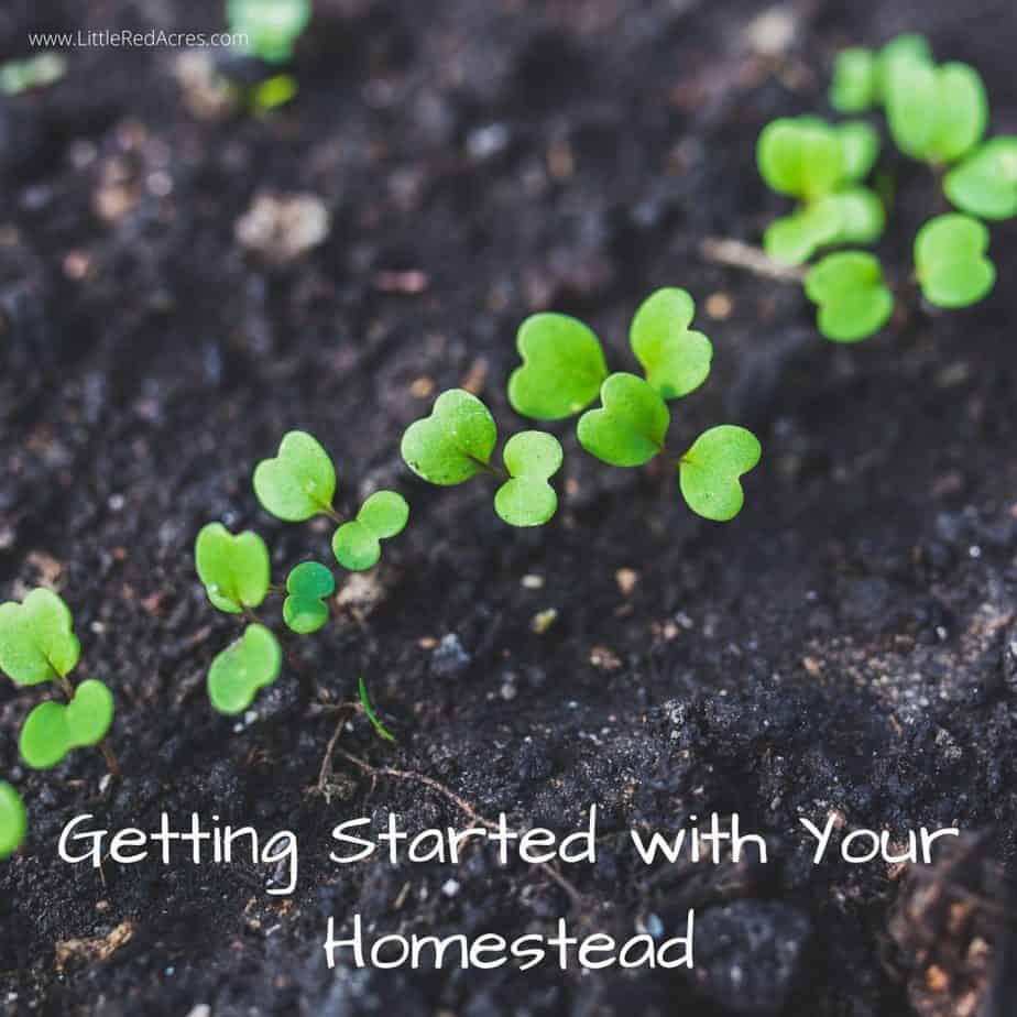 Getting Started with Your Homestead - Little green sprouts