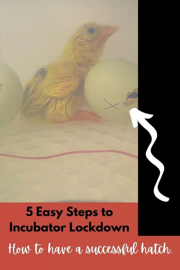 5 Easy Steps to Incubator Lockdown - hatching chick