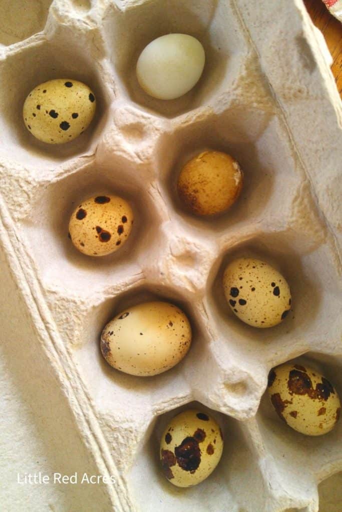 coturnix Quail Eggs in egg carton