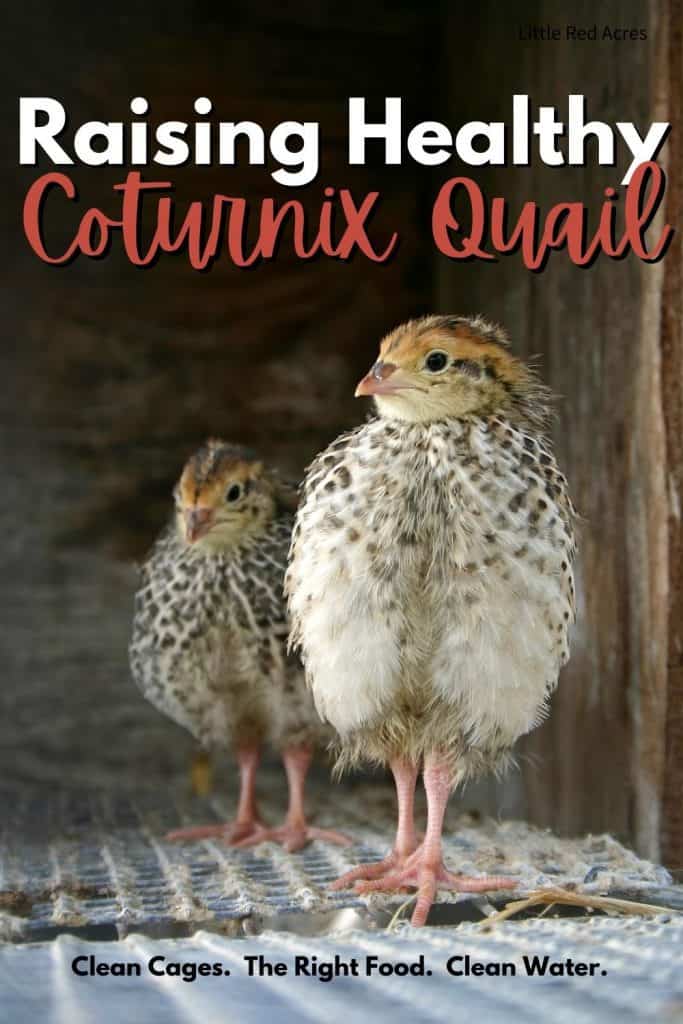 Raising Healthy Coturnix Quail - 2 female quail