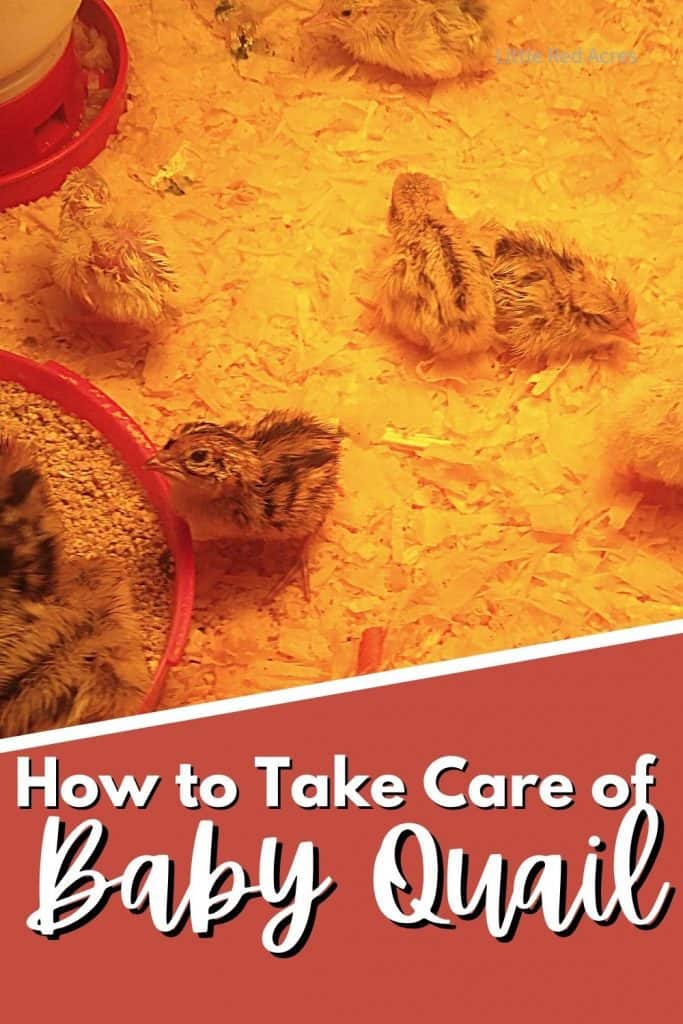 How to Take Care of Baby Quail