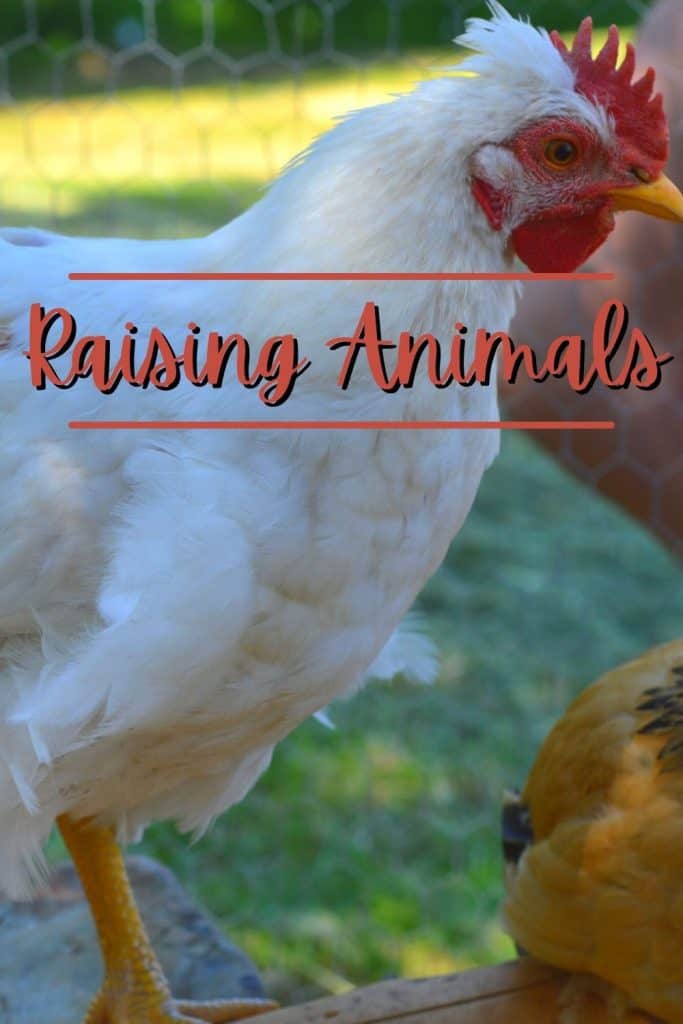 Raising Animals in your homestead - chicken with text overlay