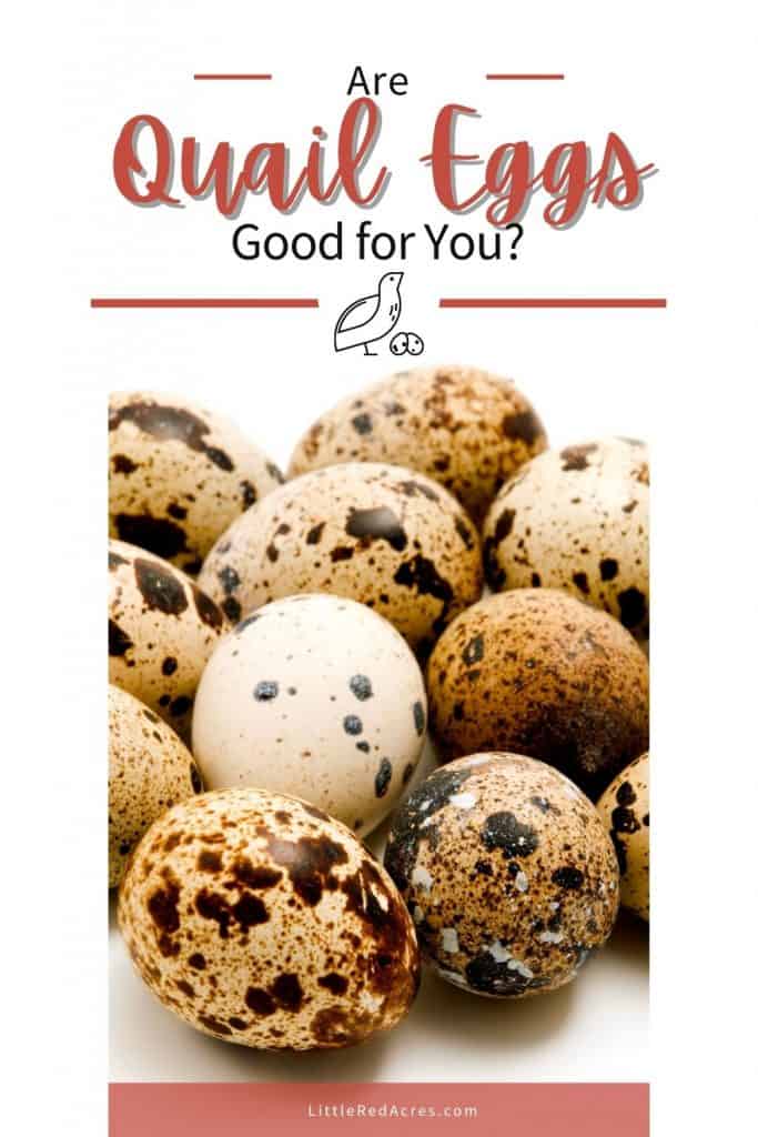 are Quail Eggs good for you
