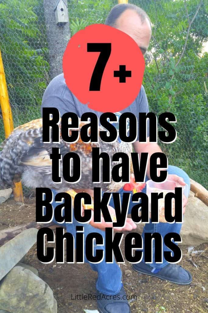 Reasons to Have backyard chickens