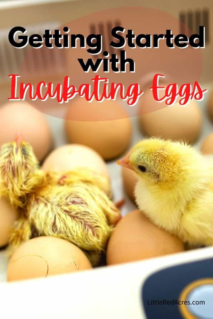 Getting Started with Incubating Eggs