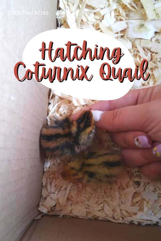 hatching Coturnix Quail