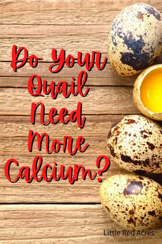 Do Your Quail Need More Calcium - quail eggs