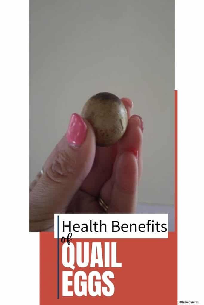 Health Benefits of quail eggs