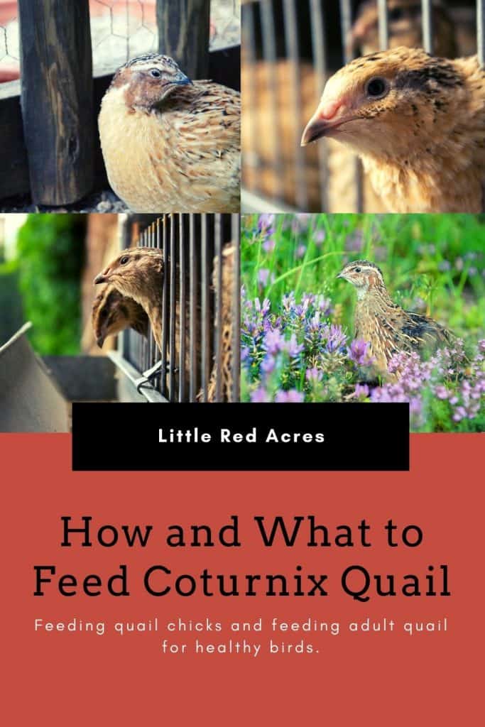 How and What to Feed Coturnix Quail