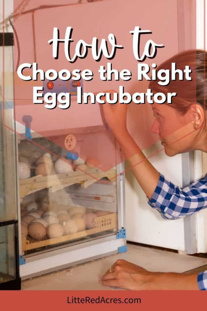 Choosing the Right Egg Incubator
