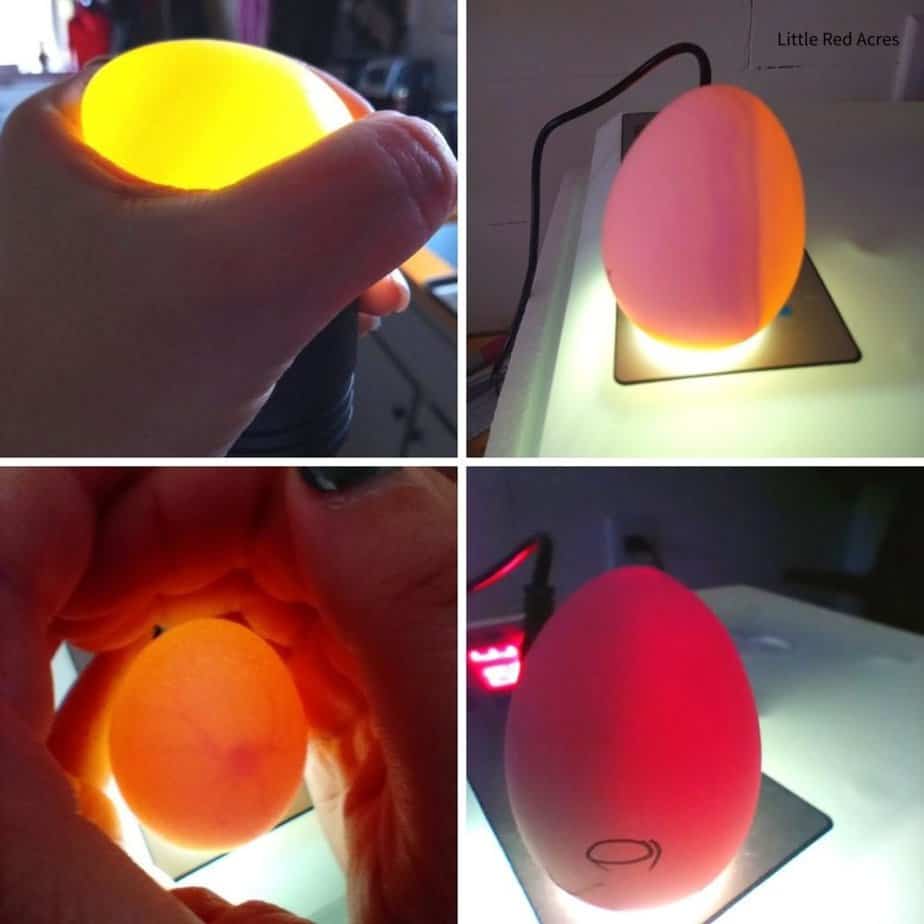 candling eggs - different stages of incubation